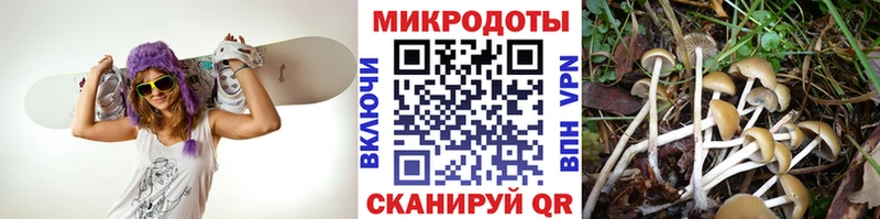 закладка  Томмот  Галлюциногенные грибы Magic Shrooms 